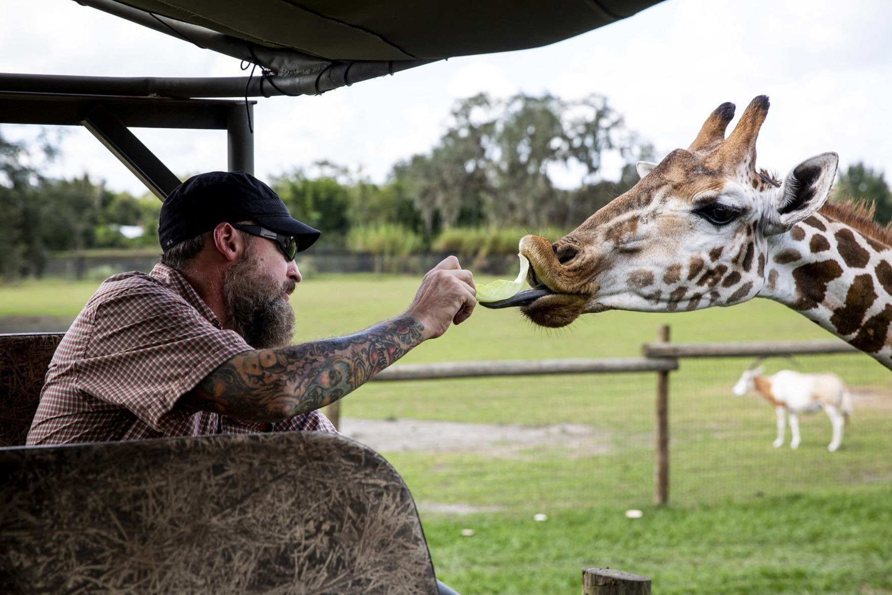 A visitor feeds a giraffe cabbage at Giraffe Ranch in Dade City on Thursday, Nov. 7, 2019.